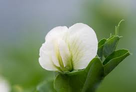 Attēlu rezultāti vaicājumam “Pisum sativum flower”