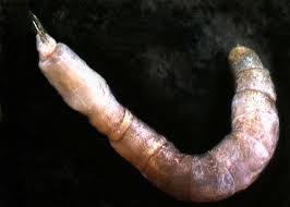 Attēlu rezultāti vaicājumam “Canephora hirsuta larva”