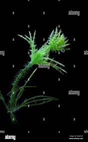 Attēlu rezultāti vaicājumam “Chara hispida”