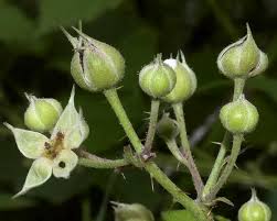 Attēlu rezultāti vaicājumam “Rubus caesius fruit”