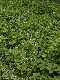 Attēlu rezultāti vaicājumam “Myosoton aquaticum”