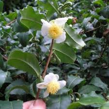 Attēlu rezultāti vaicājumam “Schisandra chinensis flower”