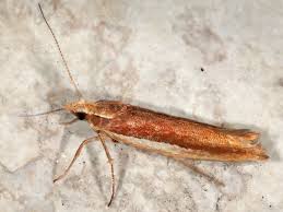 Attēlu rezultāti vaicājumam “Ypsolopha asperella”