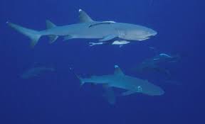 Image result for Triaenodon obesus