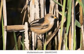 Attēlu rezultāti vaicājumam “Panurus biarmicus male”