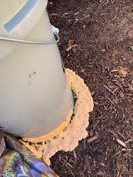 Attēlu rezultāti vaicājumam “Fuligo septica var. rosea young”