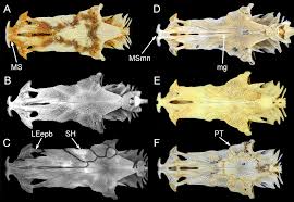 Image result for Ariopsis felis