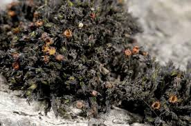 Attēlu rezultāti vaicājumam “Schistidium apocarpum macro”