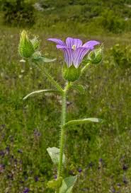 Image result for Campanula strigosa