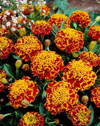 Image result for Tagetes patula