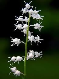 Attēlu rezultāti vaicājumam “Maianthemum bifolium”