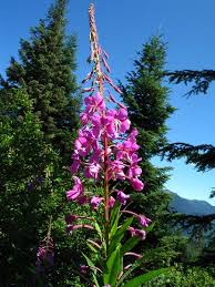 Attēlu rezultāti vaicājumam “Epilobium angustifolium bud”
