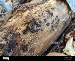 Attēlu rezultāti vaicājumam “Arcyria stipata”