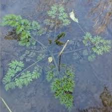 Attēlu rezultāti vaicājumam “Oenanthe aquatica”