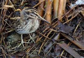 Image result for Lymnocryptes minimus