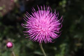 Image result for Alpendistel