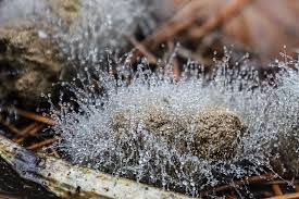 Attēlu rezultāti vaicājumam “Stemonaria irregularis stalked”