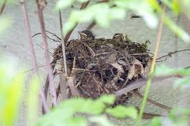 Attēlu rezultāti vaicājumam “Muscicapa striata nest”