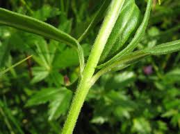 Attēlu rezultāti vaicājumam “Epilobium palustre”