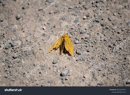 Attēlu rezultāti vaicājumam “Hepialus sylvina female”