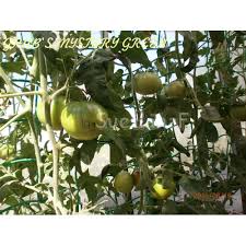 Afbeeldingsresultaat voor grubbs mystery green tomato