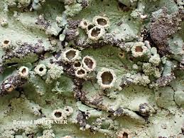 Attēlu rezultāti vaicājumam “Flavoparmelia caperata”