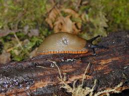 Attēlu rezultāti vaicājumam “Arion rufus”