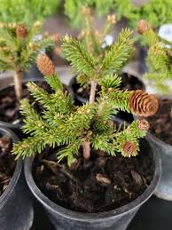 Attēlu rezultāti vaicājumam “Picea abies”