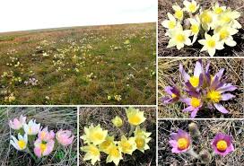 Attēlu rezultāti vaicājumam “Pulsatilla patens”