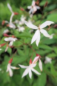 Attēlu rezultāti vaicājumam “Gillenia trifoliata flower”