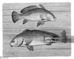 Image result for Umbrina cirrosa