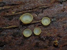 Attēlu rezultāti vaicājumam “Hyalorbilia inflatula”