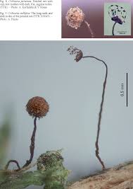 Attēlu rezultāti vaicājumam “Cribraria atrofusca stalked”