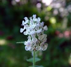 Image result for Nepeta cataria