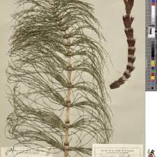 Attēlu rezultāti vaicājumam “Equisetum telmateia”