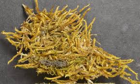 Attēlu rezultāti vaicājumam “Drepanocladus lycopodioides”