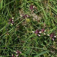 Attēlu rezultāti vaicājumam “Melampyrum cristatum leaf”