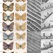 Attēlu rezultāti vaicājumam “Agrodiaetus amandus female”