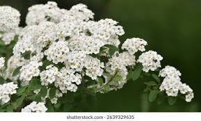 Attēlu rezultāti vaicājumam “Spiraea chamaedryfolia flower”