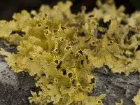 Attēlu rezultāti vaicājumam “Vulpicida pinastri”