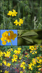Attēlu rezultāti vaicājumam “Lotus corniculatus”