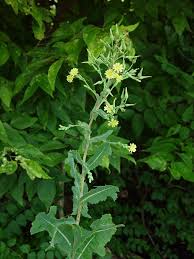 Attēlu rezultāti vaicājumam “Lactuca serriola”