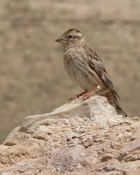 Image result for Petronia petronia