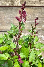 Attēlu rezultāti vaicājumam “Astilbe chinensis leaf”