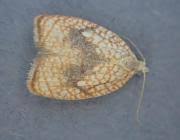 Attēlu rezultāti vaicājumam “Acleris forsskaleana”