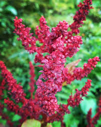 Attēlu rezultāti vaicājumam “Rheum rhabarbarum flower”