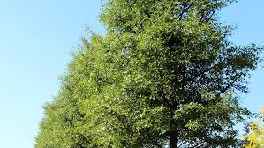 Attēlu rezultāti vaicājumam “Alnus glutinosa”