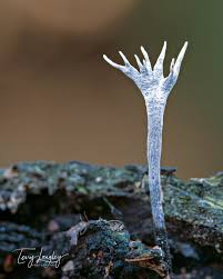 Attēlu rezultāti vaicājumam “Xylaria hypoxylon”