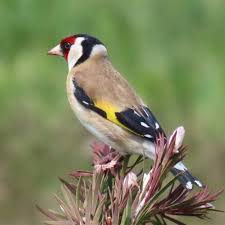 Attēlu rezultāti vaicājumam “Carduelis carduelis”