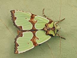 Attēlu rezultāti vaicājumam “Staurophora celsia”